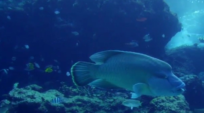 沖縄美ら海水族館 沖縄リゾート / 混雑・休日・GW・年末年始