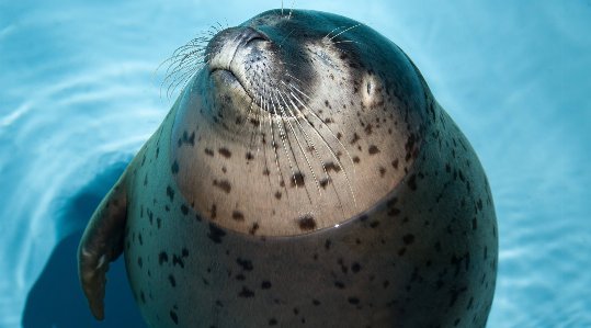 【葛西 東京 婚活イベント・趣味コン】葛西水族館コン◆グループデート感覚で大人気☆水族館で素敵な出会い◆趣味コン★連絡先交換OK♪