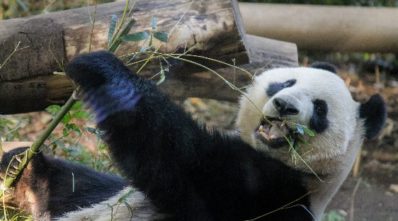 【上野動物園 東京 婚活イベント 趣味コン】上野動物園コン◆気軽に参加できるグループデート感が人気◆趣味コン★連絡先交換OK♪