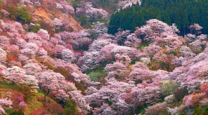 【阿倍野橋駅発 婚活バスツアー】一生に一度は「吉野の桜」!日本屈指200種30,000本の桜名所を渋滞無しの「さくらライナー」車両貸切で楽々お花見婚活★連絡先交換OK♪