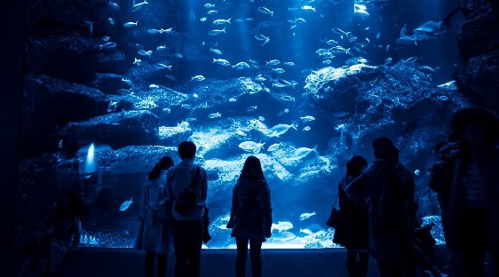 【葛西 東京 婚活イベント・趣味コン】グループデート感覚で大人気☆水族館で素敵な出会い◆趣味コン★連絡先交換OK♪