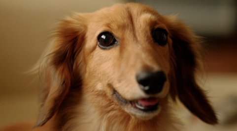 犬&猫&動物好き集まれ!ペット好き合コン♪