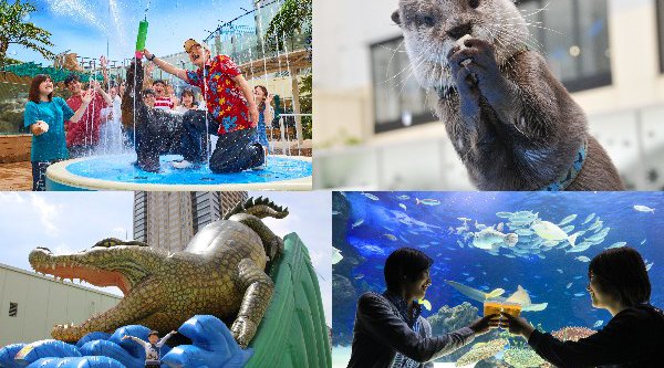 【サンシャイン水族館 夏フェス2019】 7月19日(金)~9月1日(日) 池袋 アシカのびちょびちょ大作戦!では「びちょ濡れゾーン」が初登場!!
