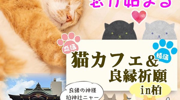 \猫好きさん集まれ~!!!/ 恋が始まる猫カフェ&良縁成就 in 柏