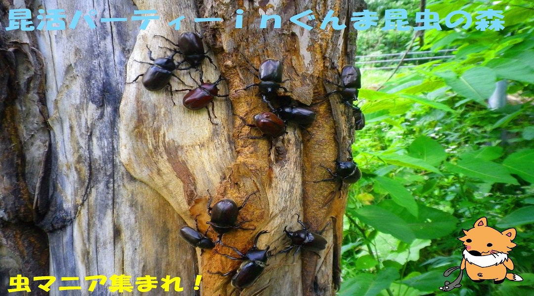 ★第2回★昆活パーティーinぐんま昆虫の