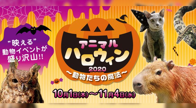 『アニマルハロウィン 2020~動物たちの魔法~』10月1日(木)からスタート!魔法の呪文は“オービィ アメーズド!” 動物たちの魔法にかかっちゃおう!ハロウィンイベント