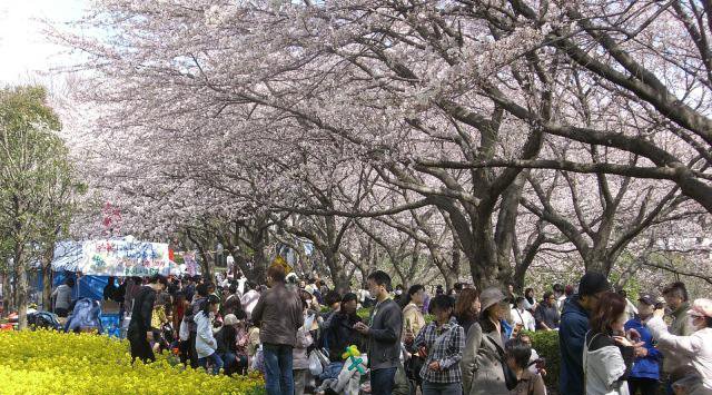 町田さくらまつり お花見2021 東京都 町田市 芹ヶ谷公園・恩田川会場 大賀ぐうし館~種入側出入口付近 催事 伝統行事・日程・見どころ・混雑状況・開催場所 - お花見 2021