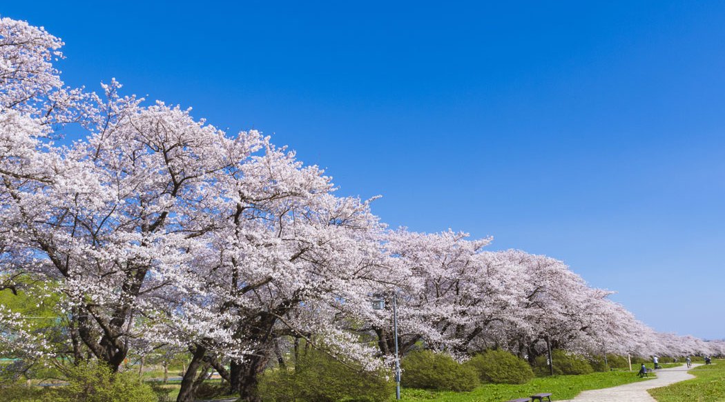北上展勝地さくらまつり お花見2021 岩手県北上市立花 催事 北上市立公園展勝地 伝統行事・日程・見どころ・混雑状況・開催場所 - お祭り 2021