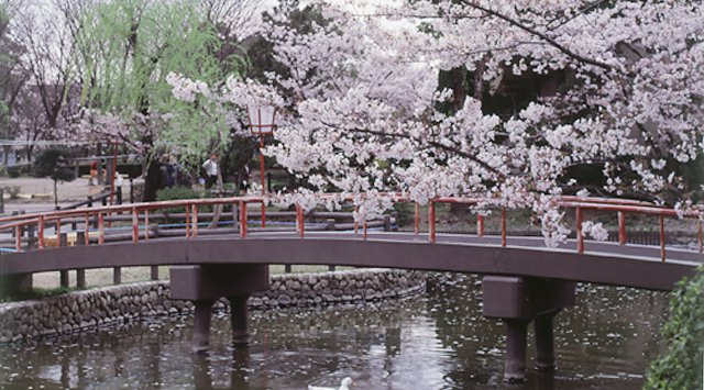 安城桜まつり お花見2021 愛知県安城市桜町 安城公園、城山公園、日の出公園、半場川沿い 伝統行事・日程・見どころ・混雑状況・開催場所 - お祭り 2021