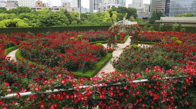 まもなく満開!3万輪のバラに囲まれた"秘密の花園"へようこそ!ローズの香りに包まれる1日を。毎年"満員御礼"の人気イベントを開催!会員限定で先行予約も。