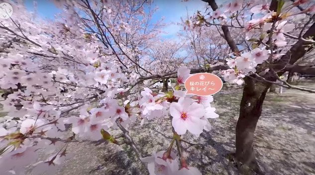 新潟の春の名所! 高田の桜を自宅で360度楽しもうお花見気分を味わえるVR動画をYouTubeに公開中!コロナ禍でも多くの人とこの美しい景色を共有したい