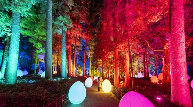 「チームラボ 偕楽園 光の祭」(茨城・水戸)、2022年も開催。開園180年の春の偕楽園をインタラクティブなアート空間に。2月1日から。会期中、3,000本の梅が次々に咲き渡る「水戸の梅まつり」も開催