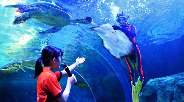 魚たちとダイバーによる「水中ショー」7月1日(金)スタート!気分はまるで海中散策!株式会社サンシャインエンタプライズ