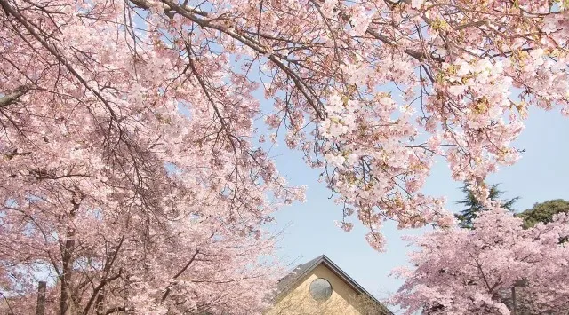 早咲きの「大漁桜」の名所で、春の味覚と体験を。鈴廣かまぼこの里「桜まつり」2026年3月1日(日)~4月5日(日)開催 鈴廣かまぼこ株式会社