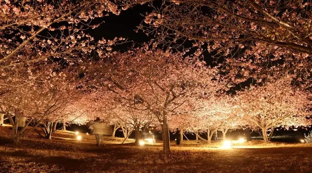 おおいゆめの里で「大井里山花まつり」を開催中!2月21日(土)、22日(日)はステージイベント・ライトアップも実施(ライトアップは23日(月・祝)も実施)大井町