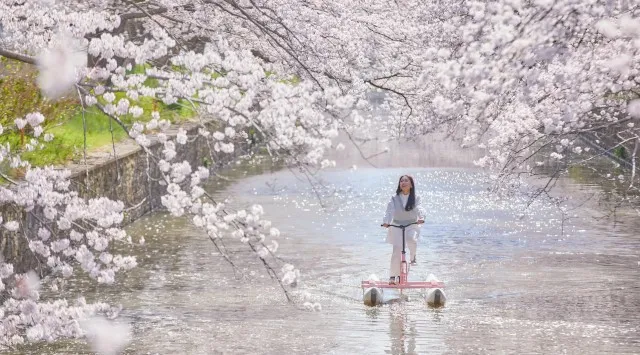【BEB5土浦】360°桜に包まれる絶景を川面から独り占め!「お花見水上サイクリング」今年も開催