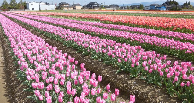 チューリップ四季彩館 - 砺波チューリップ公園 :