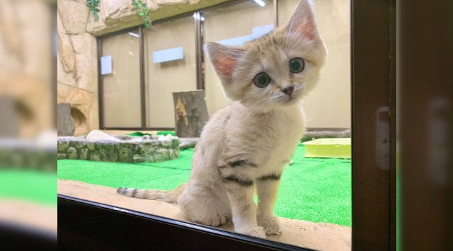 トリップアドバイザー「旅好きが選ぶ!日本人に人気の動物園・水族館ランキング2020」を発表。コロナ後(withコロナ)に行ってみたい観光スポットランキング第6弾。