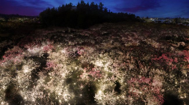 水戸の梅まつり「チームラボ 偕楽園 光の祭」のチケット販売開始。3000本の梅が咲き競う、日本三名園・偕楽園の梅がインタラクティブに光り輝く。3月1日(月)から3月31日(水)まで。