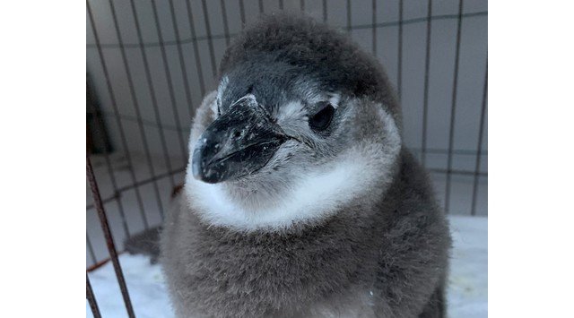 富士花鳥園(静岡県富士宮市)ひなペンお披露目のお知らせ 2021年2月20日(土)営業再開 YouTubeでもご紹介した昨年12/16に産まれのケープペンギンの赤ちゃん「ひなペン」のお披露目をします。