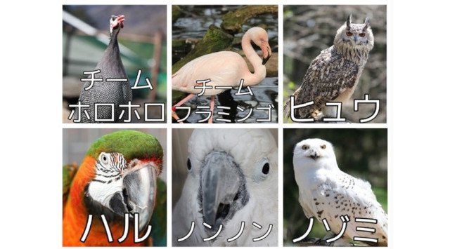富士花鳥園(静岡県富士宮市)ひなペンお披露目のお知らせ 2021年2月20日(土)営業再開 YouTubeでもご紹介した昨年12/16に産まれのケープペンギンの赤ちゃん「ひなペン」のお披露目をします。