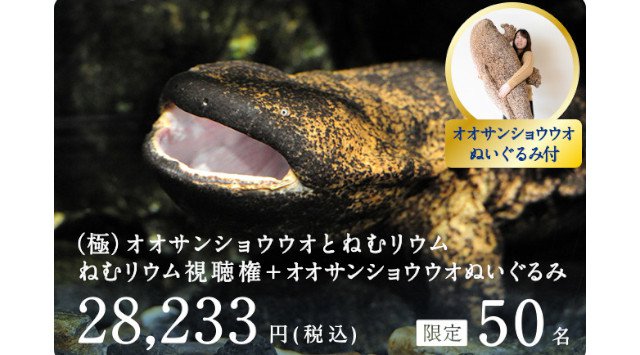 【オリックス水族館】京都水族館とすみだ水族館が、日常に水族館を届ける新サービス 参加型ライブ水族館「まいにち水族館」を開始 第1弾、いきものを見ながら“寝落ち”を味わえる「ねむリウム」を実施