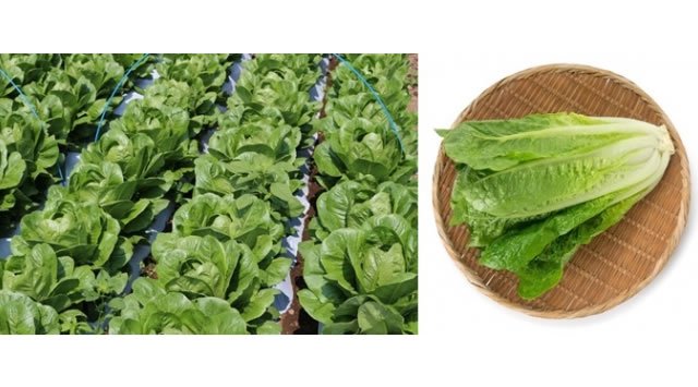 ワタミ外食緊急キャンペーン第7弾!!!ロメインレタス無料配布!