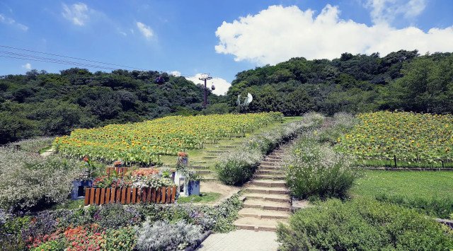 神戸布引ハーブ園”で「きっと忘れない夏 Garden Fest 2022-Summer-」がスタート。夏は全日ナイター営業。昼は「ひまわり」、夜は「夜景×イルミネーション」とイベント盛りだくさんです。