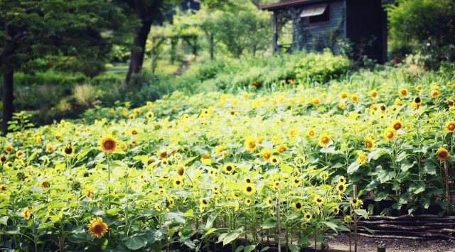 神戸布引ハーブ園”で「きっと忘れない夏 Garden Fest 2022-Summer-」がスタート。夏は全日ナイター営業。昼は「ひまわり」、夜は「夜景×イルミネーション」とイベント盛りだくさんです。