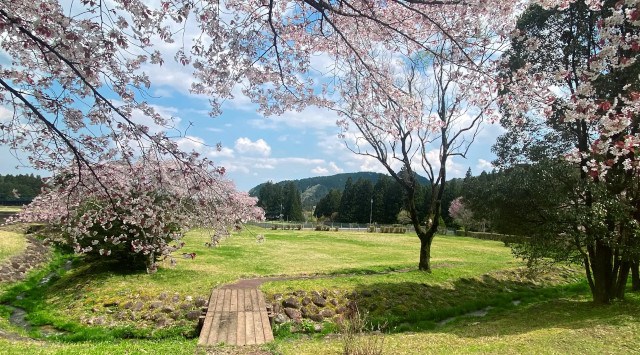 【日光お花見贅沢グランピング】開花は4月上旬!グランピング×お花見×ドッグランでプレミアムなひと時を、夜桜ライトアップキャンペーンも実施~ブリリアントヴィレッジ日光~ 株式会社太平