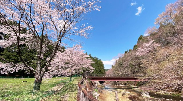 【日光お花見贅沢グランピング】開花は4月上旬!グランピング×お花見×ドッグランでプレミアムなひと時を、夜桜ライトアップキャンペーンも実施~ブリリアントヴィレッジ日光~ 株式会社太平