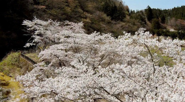 【日光の穴場、まだ間に合うお花見グランピング!】見ごろは4月中旬まで!贅沢なお花見BBQや夜桜ライトアップも幻想的、GW予約もOK!~ブリリアントヴィレッジ日光~株式会社太平