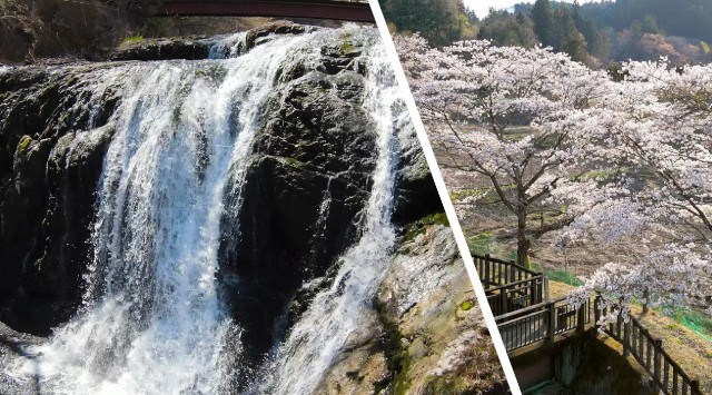 【日光の穴場、まだ間に合うお花見グランピング!】見ごろは4月中旬まで!贅沢なお花見BBQや夜桜ライトアップも幻想的、GW予約もOK!~ブリリアントヴィレッジ日光~株式会社太平