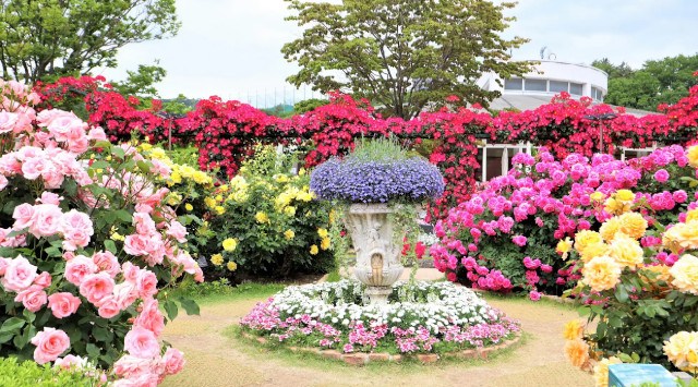 花のステージは、ふじのはな物語からローズガーデンへ 『500種2500株の華やかなバラが見頃を迎えました!』『Rose Garden~春のバラまつり~』『ふじのはな物語~大藤まつり2023~』同時開催