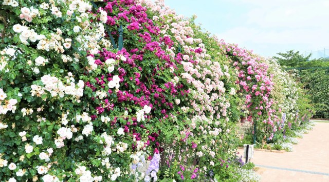 花のステージは、ふじのはな物語からローズガーデンへ 『500種2500株の華やかなバラが見頃を迎えました!』『Rose Garden~春のバラまつり~』『ふじのはな物語~大藤まつり2023~』同時開催