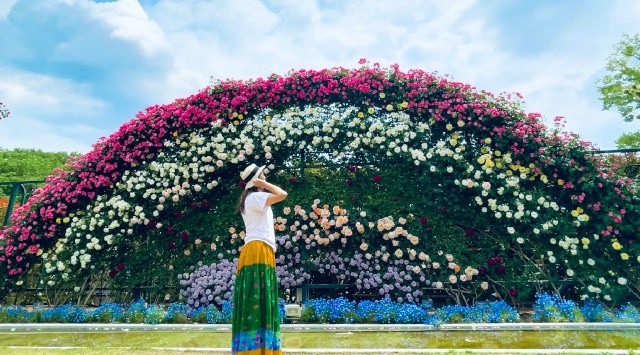 花のステージは、ふじのはな物語からローズガーデンへ 『500種2500株の華やかなバラが見頃を迎えました!』『Rose Garden~春のバラまつり~』『ふじのはな物語~大藤まつり2023~』同時開催