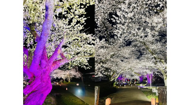 山形県鶴岡市 「松ヶ岡開墾場」夜桜ライトアップイベント「サムライシルクナイト〜夜桜〜」4月12日・13日開催 史跡松ヶ岡開墾場管理運営協議会