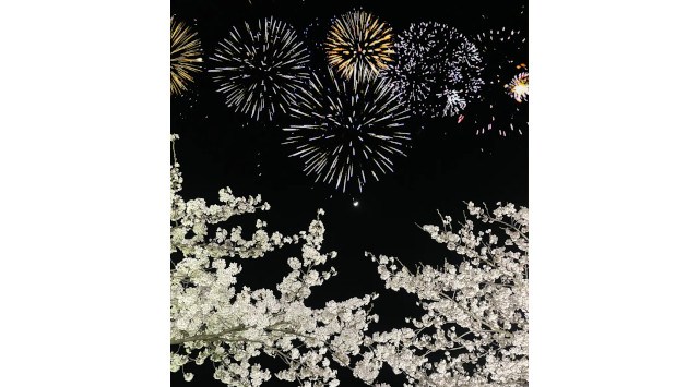 山形県鶴岡市 「松ヶ岡開墾場」夜桜ライトアップイベント「サムライシルクナイト〜夜桜〜」4月12日・13日開催 史跡松ヶ岡開墾場管理運営協議会