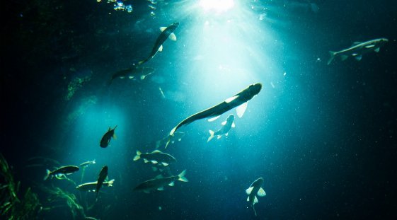 【葛西 東京 婚活イベント・趣味コン】葛西水族館コン◆グループデート感覚で大人気☆素敵な出会い◆趣味コン★連絡先交換OK♪