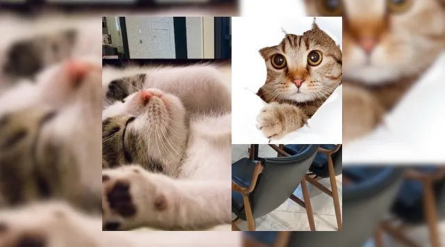 横浜桜木町みなとみらいエリア　アフターヌーン猫カフェ会★集合場所 ＪＲ桜木町駅 新南口改札出た付近