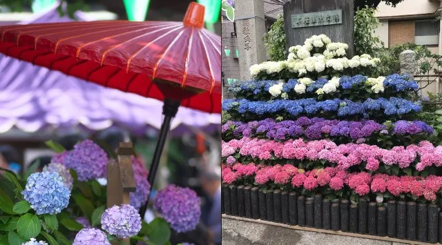 【三田線白山駅スタート】白山神社アジサイ祭り開催！お散歩オフ会 お散歩オフ会 街ぶら 巣鴨　食べ歩き！集合場所 都営三田線白山駅　下方方面改札でたところ付近待ち合わせ