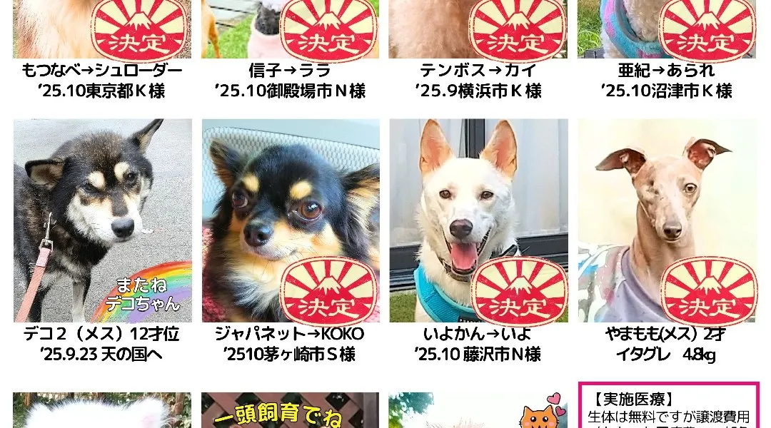 保護犬と出逢う会＠八王子住宅公園