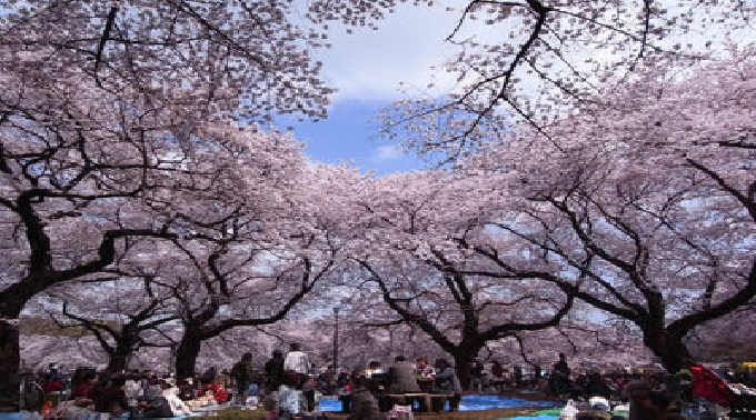 4月17日　小金井公園で花見をしよう。