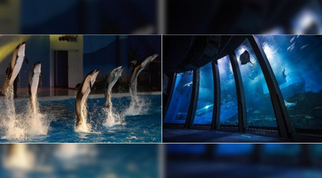 横浜 八景島シーパラダイス 大晦日はシーパラで遊び納め この日だけの スペシャルイルカショー も開催 大晦日スペシャルナイトパス販売中 ２０２１年１２月３１日 金 イベントサーチ