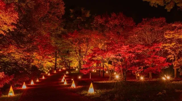 幻想的な紅葉の帳 『紅葉見ナイト』まもなく開催します（国営武蔵丘陵森林公園）～光り輝く森林公園～ 一般財団法人 公園財団　Parks Japan.F
