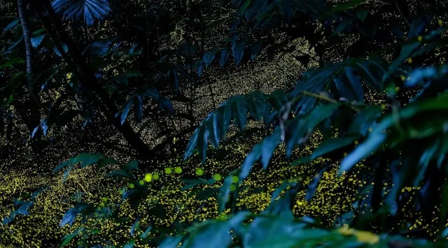 【西表島ホテル】春の夜しか見られない、ホタルが織りなす森のイルミネーションに没入する「ヤエヤマヒメボタル観賞プライベートツアー」1日1組限定で開催 星野リゾート