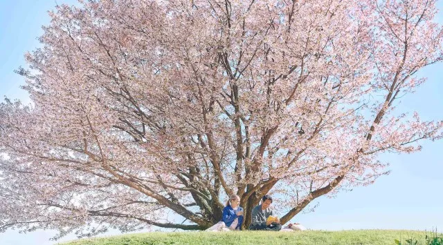 【川奈ホテル・川奈ホテルゴルフコース】普段は入ることができない絶景コースで「一度に四度おいしい」1日1組さま限定のお花見周遊ツアー 株式会社西武・プリンスホテルズワールドワイド