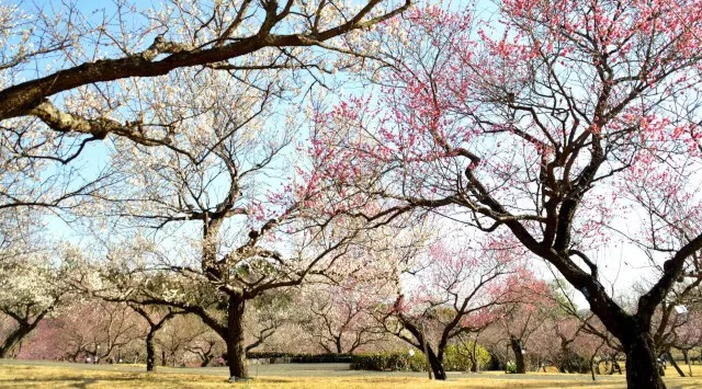 【入園無料】例年よりも早い「梅」の開花！関東最多級の名所・約300品種500本「梅まつり」2026年1月24日（土）より開催（小田原フラワーガーデン）西武造園株式会社