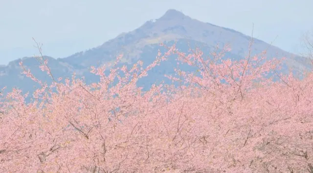 【2月下旬より桜リレー スタート！】早咲きの河津桜から晩春の八重桜まで約2ヶ月にわたり桜を堪能　茨城県フラワーパーク指定管理業務共同事業体