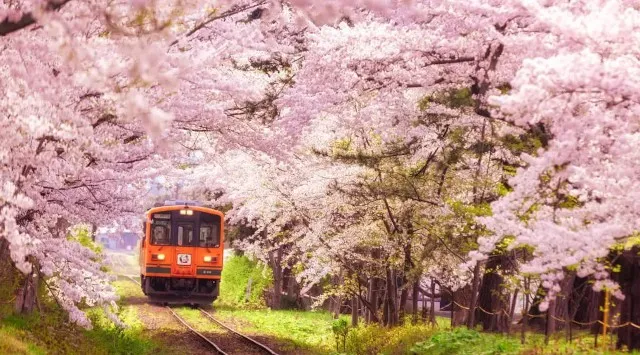 「一生に一度は見たい！」弘前の桜と、伝統工芸の職人技に出会う旅。フェリシモ「大人旅」、春の青森・1泊2日プランを販売開始　弘前の桜、太宰治「斜陽館」、そして伝統工芸士との出会い。株式会社フェリシモ